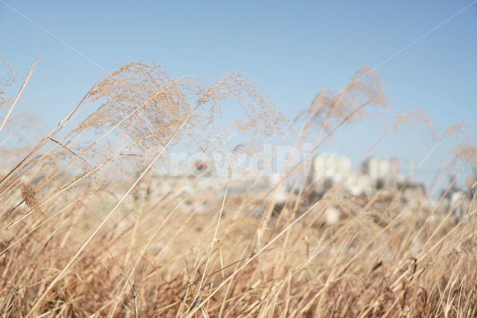 grass,plant,식물,reed,갈대,감성사진,가을,겨울,갈대밭,바람,외로운,쓸쓸한,추억,가을,계절,fall,autumn,season