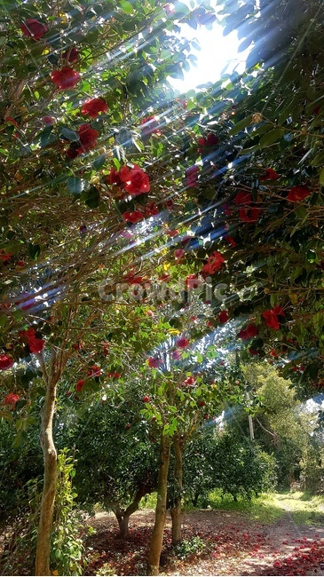동백꽃,겨울꽃,플라워,동백,햇살,겨울,sunshine,camellia,flower,winter,sunlight,동백나무