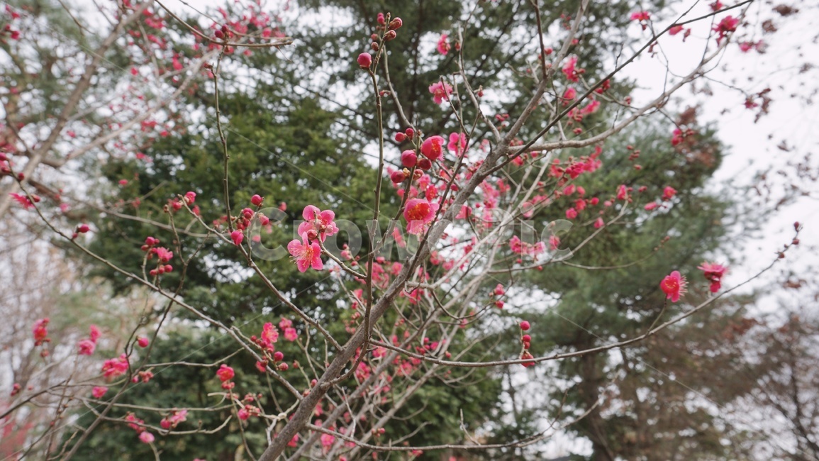 봄꽃,홍매화,봄풍경,풍경,꽃,봄,계절,spring,season,식물,자연,plants,nature,꽃,flower,plant,blossom