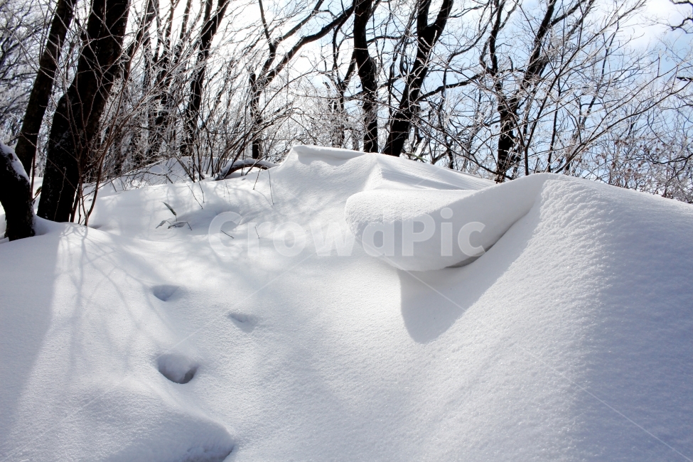 풍경,눈,눈꽃,자연,나무,겨울,나뭇가지,계절,winter,season,식물,plants,nature,함박눈,설경,겨울풍경,landscape,산,눈내리는날,한국,눈풍경,자연풍경,느낌,12월,등산,sensible,feeling,emotion,여행,하늘,산책,겨울산,들판,겨울,계절,winter,season,자연,풍경,nature,landscape,outdoors,옥외,snow,storm,폭풍,blizzard,눈보라