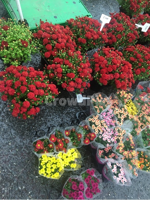 flower,blossom,식물,꽃,꽃도매시장,국화,화분