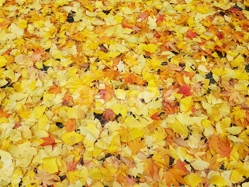 가을,낙엽,노란색,은행잎,단풍,가을,계절,fall,autumn,season,plant,식물,leaf,잎,tree,나무,maple