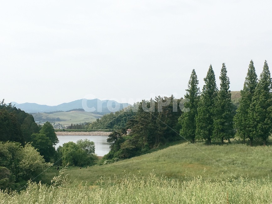 자연,풍경,저수지,나무,풀,배경,초록,하늘,자연,풍경,nature,landscape,tree,plant,식물,fir,전나무,outdoors,옥외,field,들,grassland,목초지
