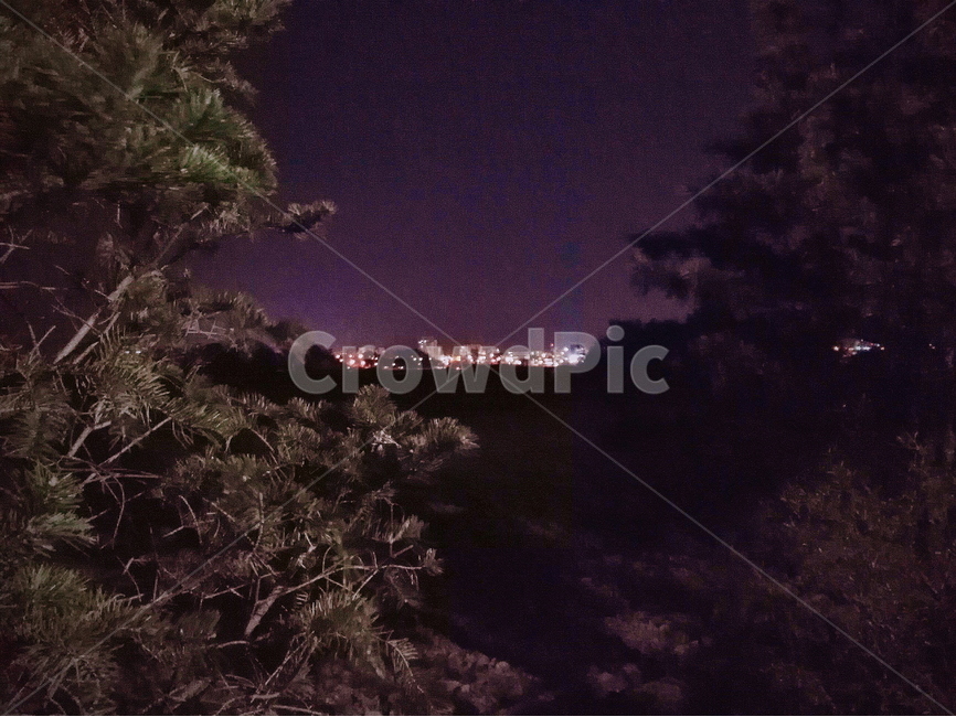 야경,나무,배경,자연,밤,자연,풍경,nature,landscape,야경,밤,nightscape,night,outdoors,옥외