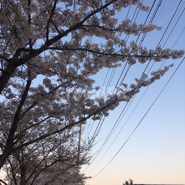 벚꽃,꽃,하늘,예쁜하늘,봄,식물,자연,plants,nature,꽃,flower