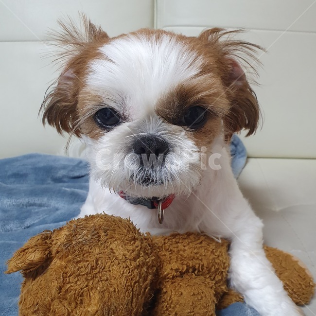 동물,pet,strap,animal,강아지,개,puppy,dog,시츄,shihtzu,개,강아지,dog,doggy
