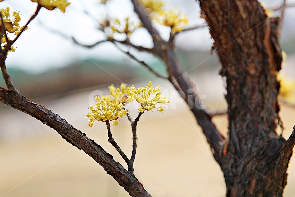 산수유,꽃,봄꽃,봄,꽃잎,식물,자연,봄,계절,spring,season