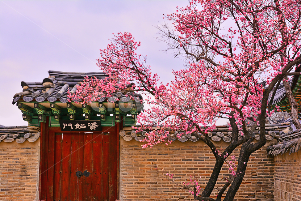 한국전통,고궁,봄풍경,봄꽃,창덕궁,봄배경,바탕,백그라운드,traditional,korean,spring,flowers,background,기와집,궁궐,조선시대,서울,명소,건축물,돌담,전통,보존,왕,집,하우스,house,ancientpalace,분홍색꽃,봄,시즌,계절,봄,계절,spring,season,한국전통,한국문화,korean traditional,korean culture,건축물,건물외관,exterior,building,structure,architecture,construction,plant,식물,blossom,꽃,flower