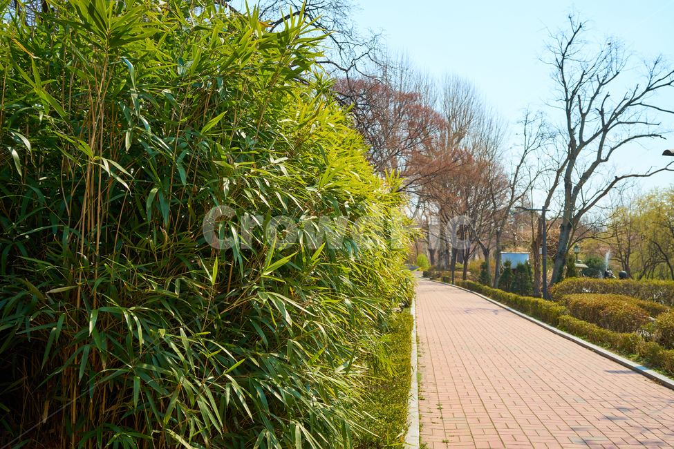 대나무,산죽,조릿대,푸릇푸릇,하늘,봄,풍경,spring,길,도보,산책길,산책,공원,park,road