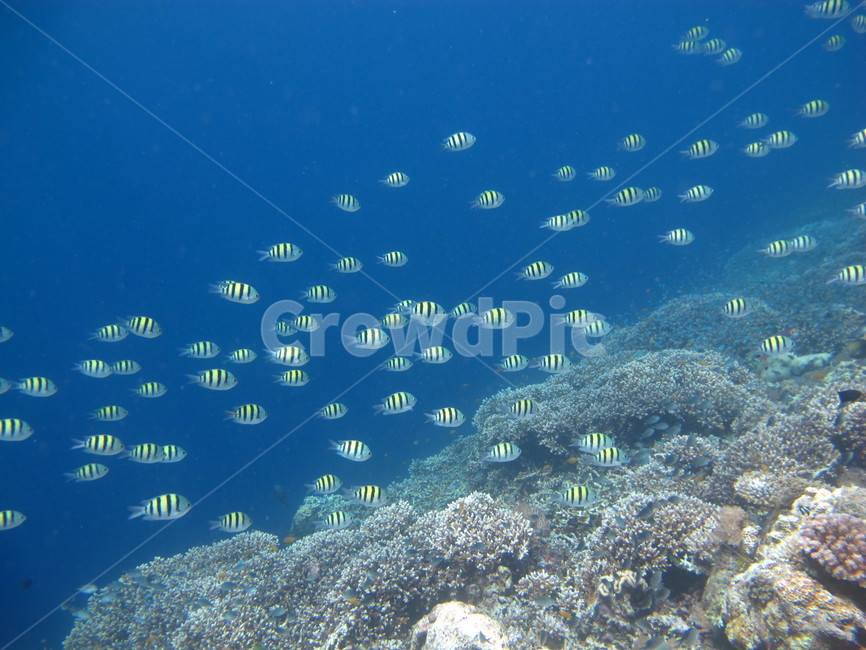 underwate,수중,underthesea,바닷속,nature,자연,sealife,해양생물,underwatercreature,수중생물,reef,암초,dive,scubadiving