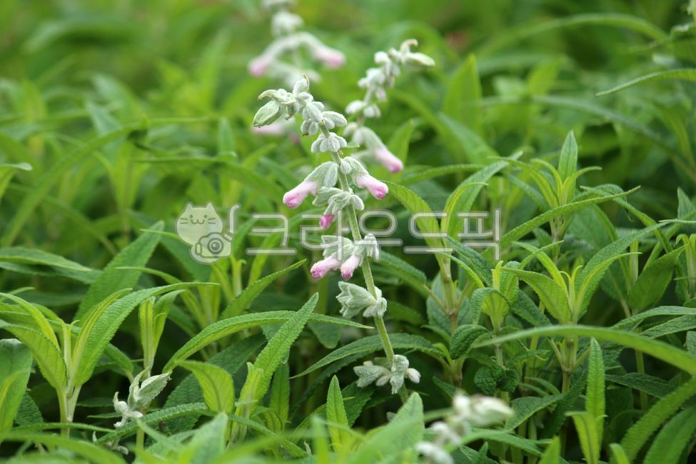 식물,꽃,plant,flower,빅토리아화이트,살비아파리나케아,식물,자연,plants,nature,꽃,flower