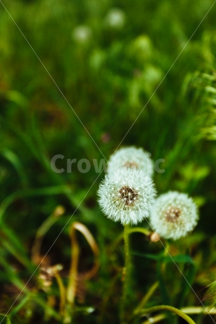 민들레,홀씨,자연,친환경,공원,건강,유기농,힐링,초원,잔디,여름,식물,자연,plants,nature,꽃,flower