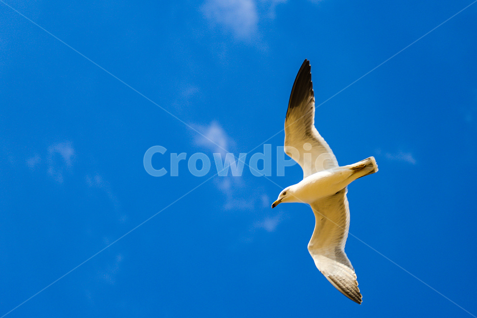 새,갈매기,하늘,바다,seagull,동물