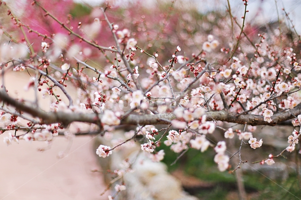 하동,매화마을,매화축제,매화꽃,매화,꽃,flower,hadong,봄,계절,spring,season,식물,자연,plants,nature,꽃,flower,plant,blossom