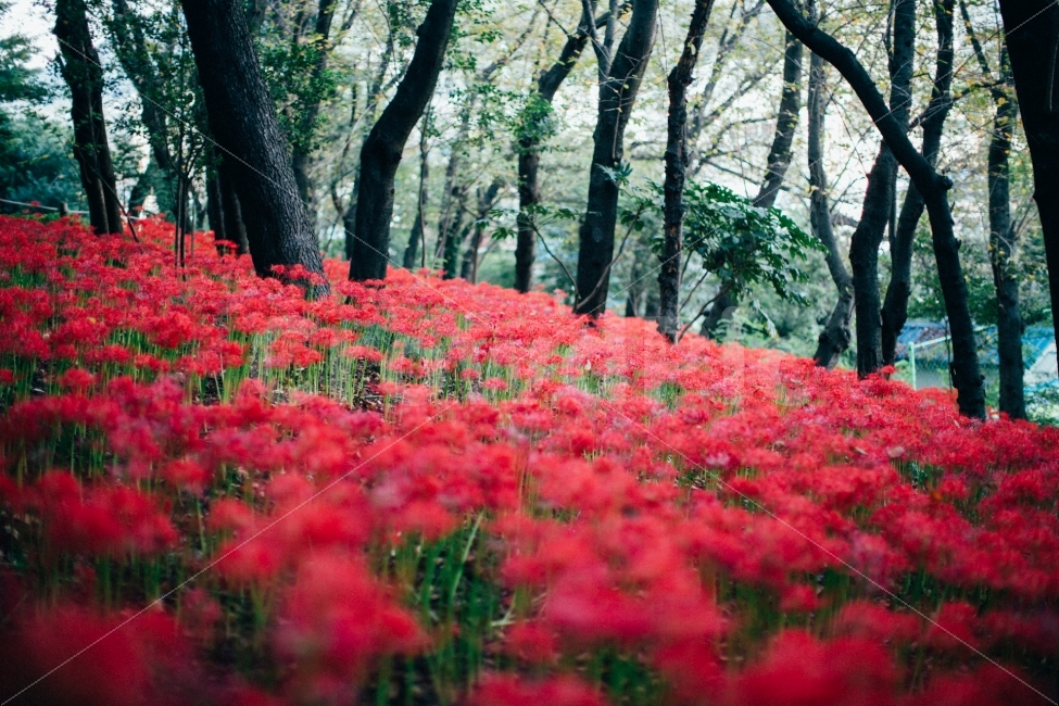 꽃,꽃무릇,감성,스냅,식물,자연,풍경,nature,landscape,식물,plants,꽃,flower,감성,sensible,feeling,plant,blossom,geranium,제라늄