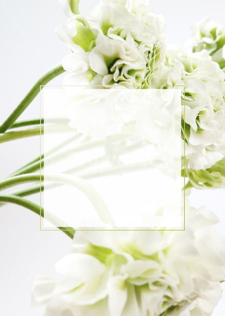 꽃,봄,식물,백그라운드,배경,배경이미지,flower,background,봄배경,꽃배경,plant,nature,프레임,흰꽃,하얀꽃