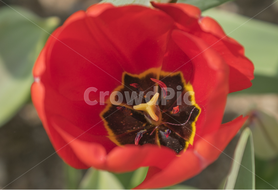 꽃,flower,튤립,꽃밭,꽃사진,tulip,flowers,자연,식물,natural,plant,봄,봄느낌,튤립꽃,튤립사진,꽃봉오리,꽃잎,식물,자연,plants,nature,꽃,flower