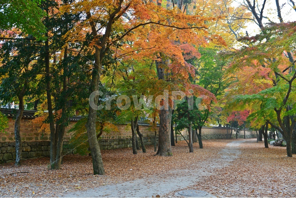 path,통로,walkway,보도,wall,벽,plant,식물,tree,나무,outdoors,옥외,treetrunk,나무줄기,고창,선운사,도솔천,선운사가을,추색,만추,가을