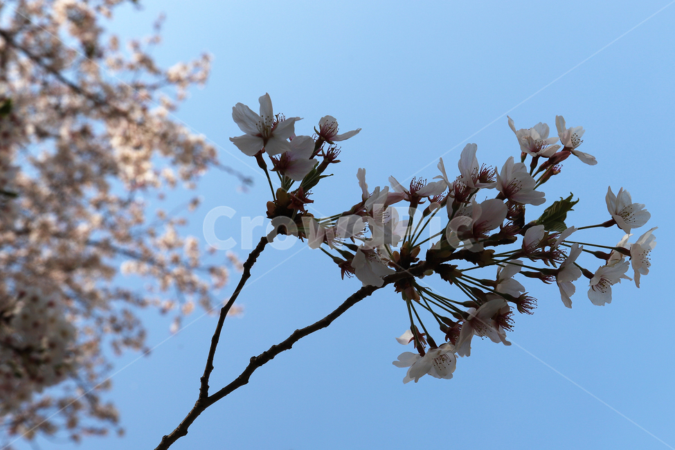 감성사진,하늘하늘,파란하늘,벚꽃,봄꽃축제,봄꽃,natureflower,하얀색,꽃향기,벚꽃길,왕벚꽃,봄,계절,spring,season,plant,식물,flower,꽃,blossom