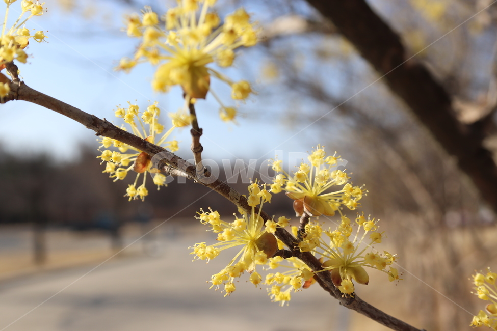 봄,산수유,노란꽃,봄꽃,꽃,나들이,꽃놀이,봄,계절,spring,season,식물,자연,plants,nature,꽃,flower,plant