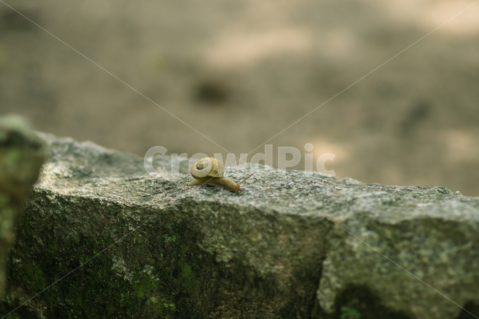 달팽이,곤충,동물,landsnail,돌,동물,animal