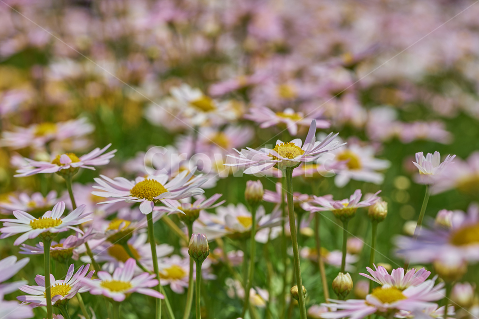 국화,데이지,분홍색,분홍데이지,꽃밭,daisy,꽃,식물,봄,개화,식물,자연,plants,nature,꽃,flower