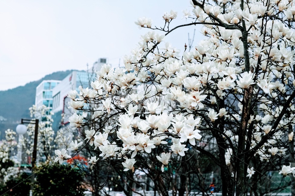 목련,흰꽃,목련나무,하얀목련,봄꽃