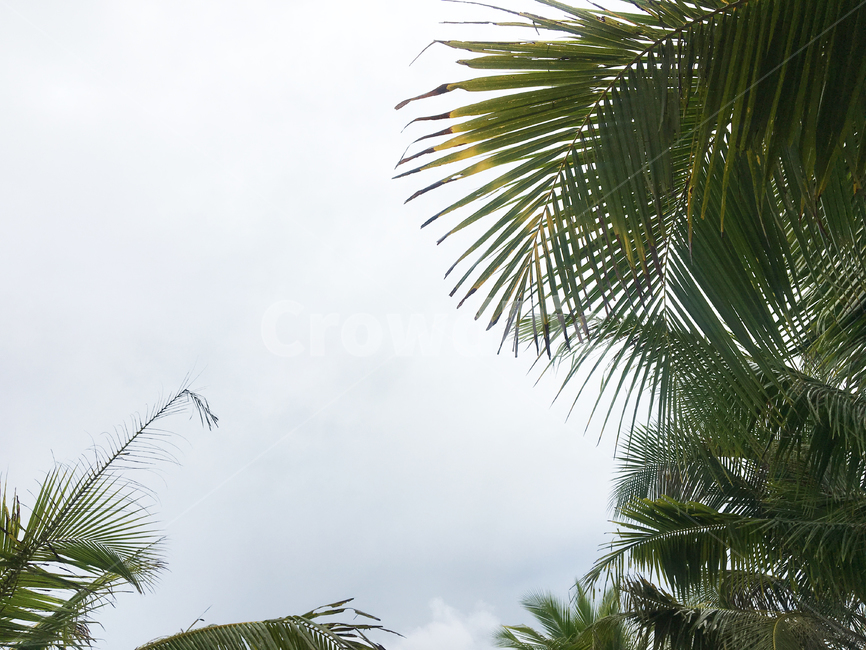 summer,여름,tree,나무,arecaceae,palmtree,야자수,plant,식물,하늘,동남아,바캉스,휴가