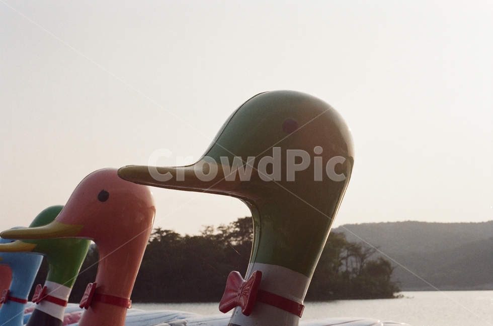 오리배,오리,배,강,자연