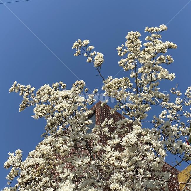 벚꽃,식물,꽃,plant,flower