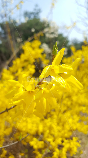 꽃,식물,근접,봄,flower