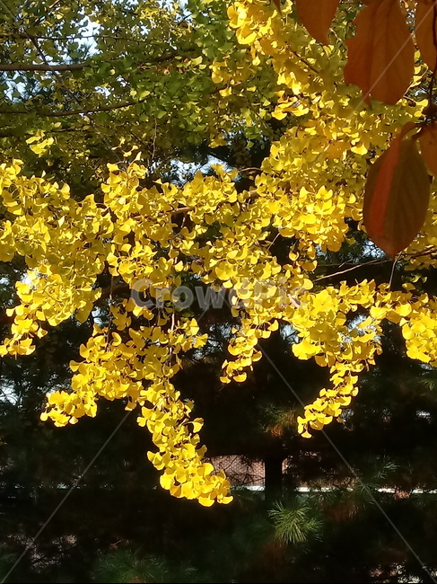 가을,단풍,낙엽,maple,plant,식물,단풍나무,단풍잎,leaf,잎,tree,나무,계절,fallautumnseason,가을단풍,자연,풍경,경치,가을,계절,fall,autumn,season,식물,자연,plants,nature,나무,trees,wood