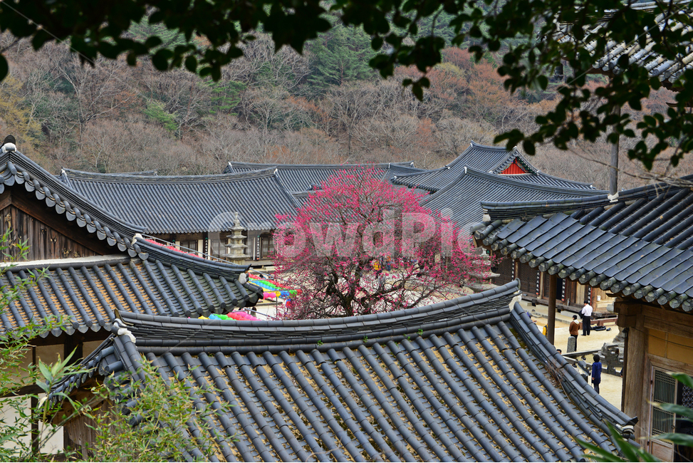 전남,구례,화엄사,흑매,홍매화,사찰,절,봄,계절,roof,지붕
