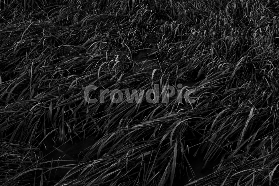 갈대,갈대밭,겨울,계절,감성,자연,식물,자연,풍경,nature,landscape,흑백,모노톤,monochrome,black and white,grass,잔디,plant
