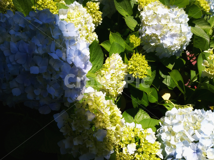 수국,꽃,그림자,잎,flower,light,꽃잎,플라워,식물,Botany,자양화,아름다운,아름다움,Beautiful,beauty
