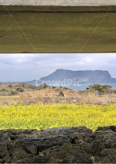제주도,제주,jeju,섭지코지,유채꽃,nature,자연,옥외,outdoors,grassland,목초지,field,들,한국,korea
