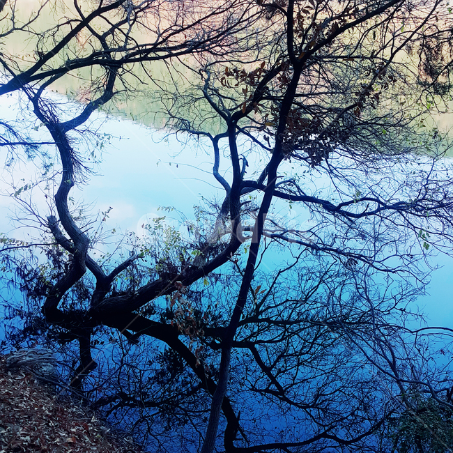 호수,풍경,나무,겨울,물그림자,그림자,낙엽,겨울,계절,winter,season,자연,풍경,nature,landscape,tree,plant,식물,tree trunk,나무 줄기