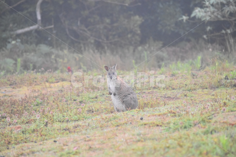 왈라비,동물,자연,wallaby,야생,포유류,mammal,animal,동물원,zoo,잔디,야생동물,호주,Australia,멜버른,Melbourne,브리즈번brisbane