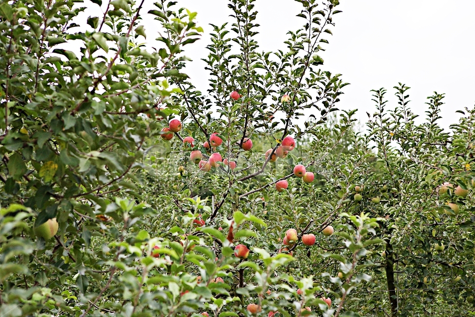 과수원,사과,사과나무,나무,과실수,풍경,자연,과일,열매,fruit