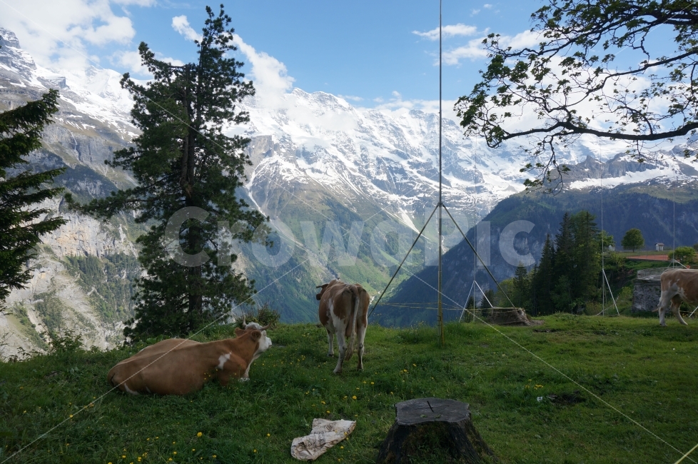 유럽,여행,스위스,뮈렌,소,만년설,산,설산,풍경,그림,동물,animal,자연,풍경,nature,landscape,해외,외국,세계,foreign,oversea,world,포유류,mammal,cattle,가축,cow