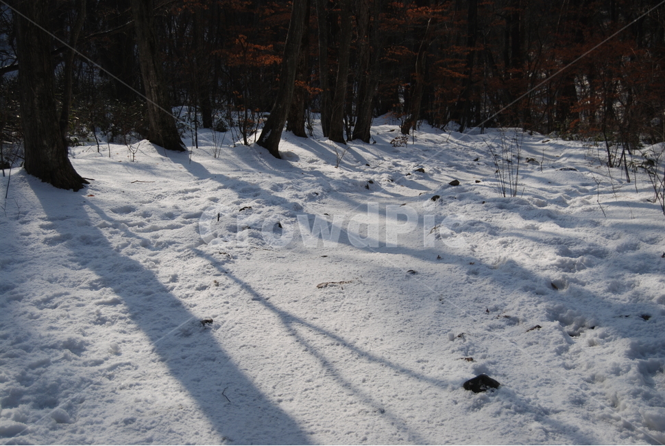 눈,snow,겨울,winter,자연,겨울,계절,winter,season,자연,풍경,nature,landscape,tree,나무,plant,식물