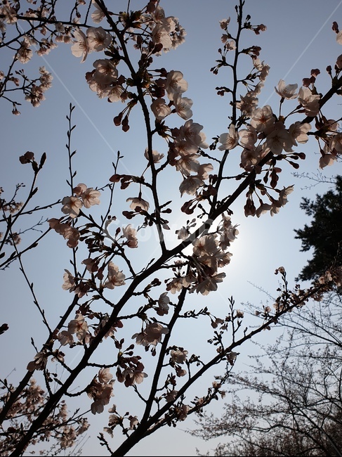 벚꽃,하늘,해,자연,봄,봄,계절,spring,season,식물,자연,plants,nature,꽃,flower,plant,blossom