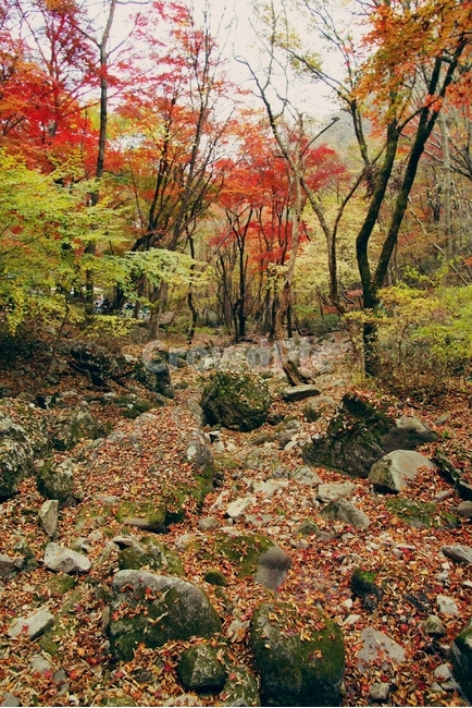내장산,단풍,가을,붉은,빨간,red,maple,autumn,fall,나들이,단풍구경,산,mountain,낙엽,가을,계절,fall,autumn,season,자연,풍경,nature,landscape,plant,식물,tree,나무,ground,바닥,leaf,잎