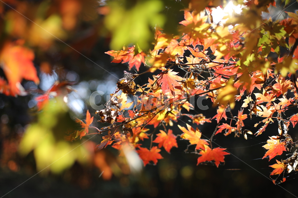 단풍,붉은단풍,나무,나뭇잎,가을,가을,계절,fall,autumn,season,leaf,잎,plant,식물,tree,maple
