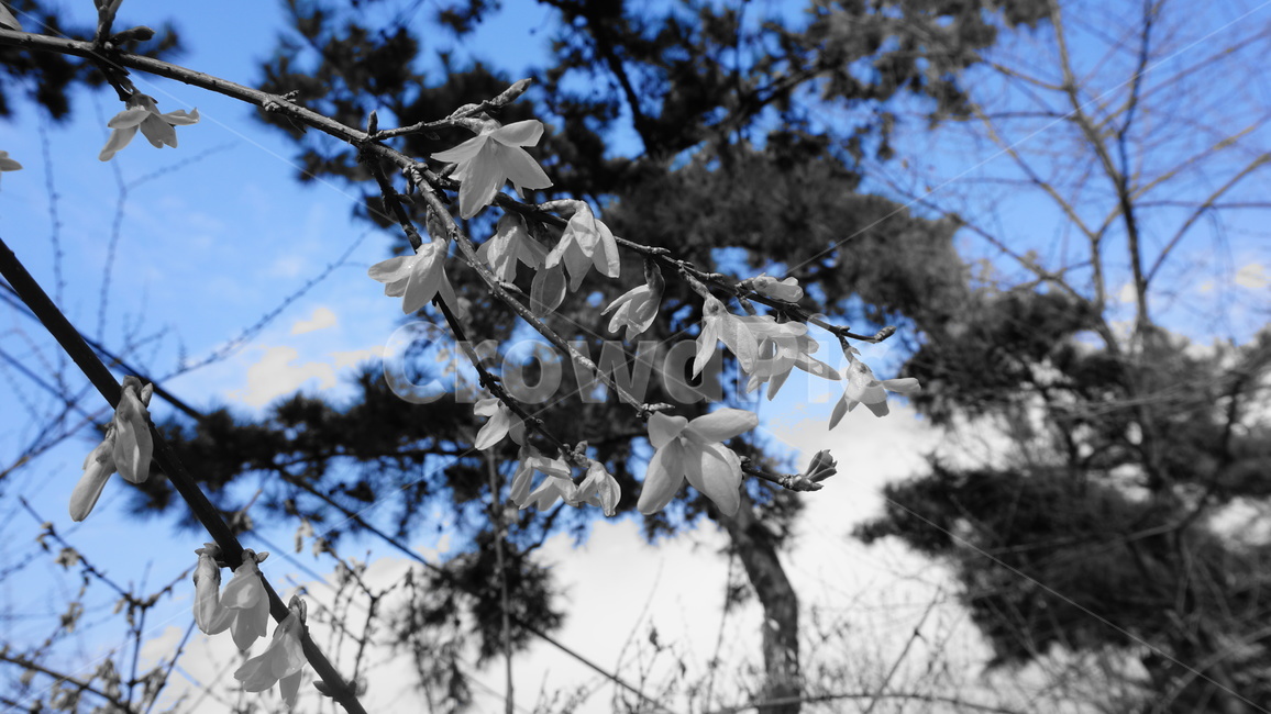 tree,나무,plant,식물,leaf,잎,개나리,하늘,감성사진,파랑,꽃,봄꽃,입춘,식물,자연,plants,nature,꽃,flower