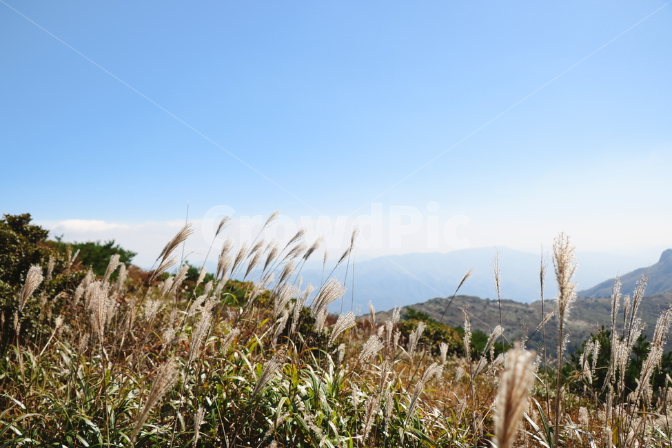 신불산,갈대,억새,갈대밭,억새밭,영남알프스,식물,가을,계절,fall,autumn,season,grass,잔디,plant,lawn,reed