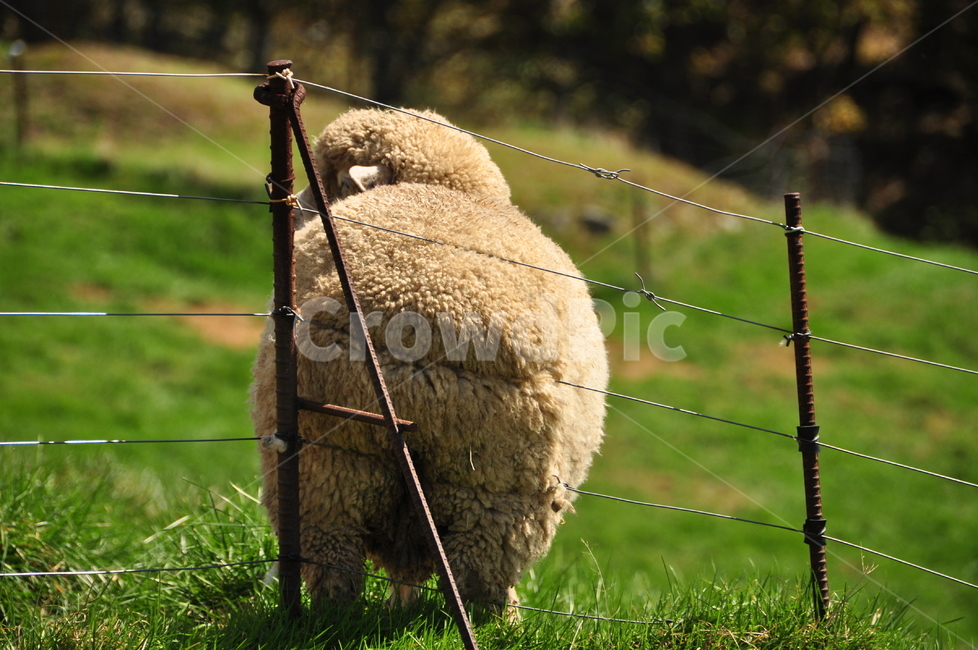 양,엉덩이,철조망,울타리,뒷모습,동물,animal,포유류,mammal,목축업,목장,livestock farming,ranching,pasture