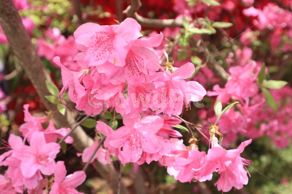 철쭉,봄,꽃,분홍색,식물,spring,클로즈업,flower,자연