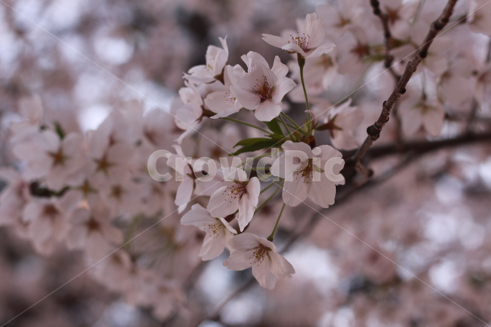 꽃,봄꽃,식물,flower,plants,봄,계절,spring,season,식물,자연,plants,nature,꽃,flower,plant,blossom