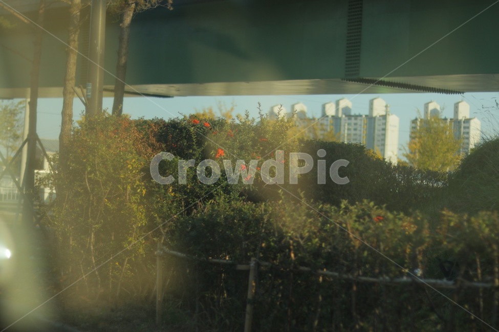 드라이브,거리,나무,꽃,햇빛,고가,light,빛,flare,플레어